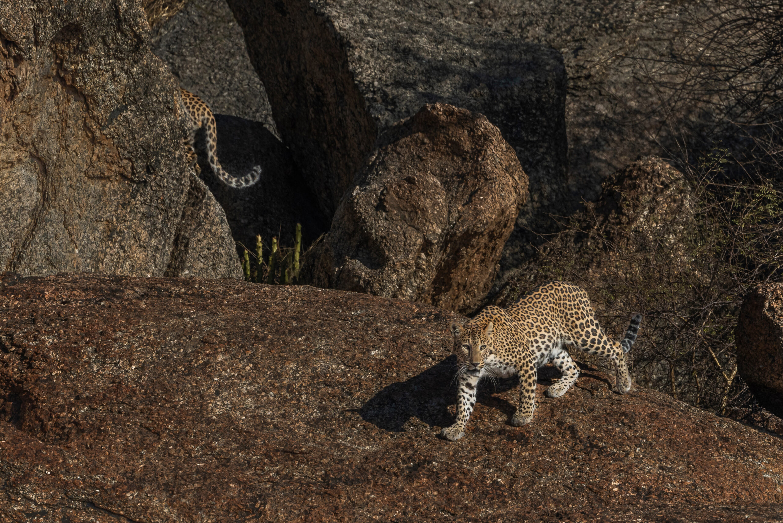 The Leopard’s Lair